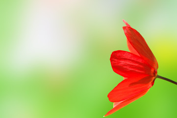 Red Tulip on Spring Bokeh