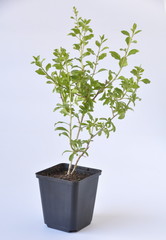 plant de goji en pot