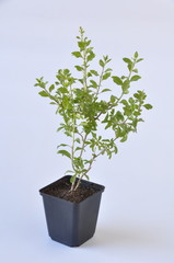 plant de goji en pot