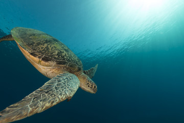 Fototapeta premium Female green turtle in the Red Sea.