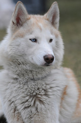 portrait of siberian husky