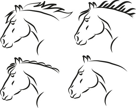 Four types of horses