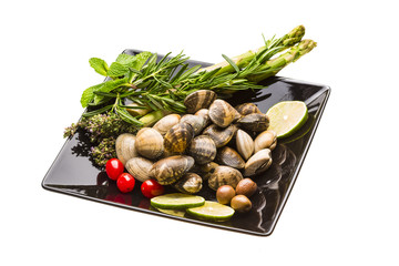 Spanish mollusc - Almeja