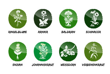 Heilkräuter Vektor