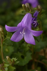 Campanilla flor vertical