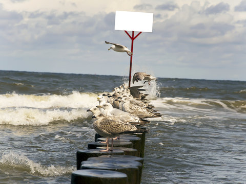 Seagulls on the mole with white board during windy weather