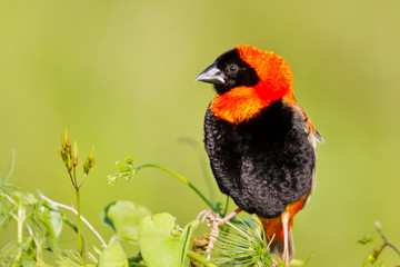Red bishop sitting on grass
