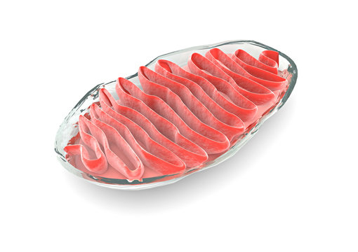 Mitocondrio sezione, cellula