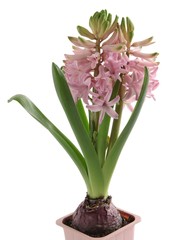 pink hyacinth