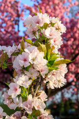 White blossoms of apple on a background of pink sakura tree © Pellinni