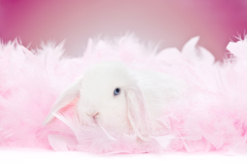 white baby rabbit in pink feathers