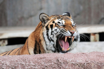 Siberian tiger (Panthera tigris altaica) showing teeth