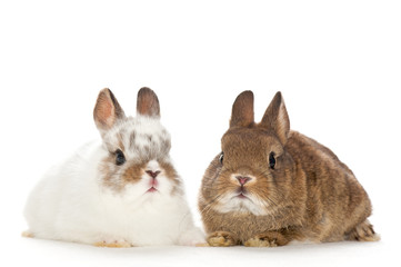 portrait of baby rabbits with white background