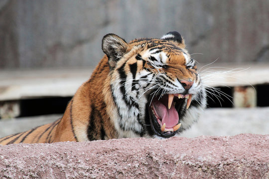 Siberian tiger (Panthera tigris altaica) showing teeth