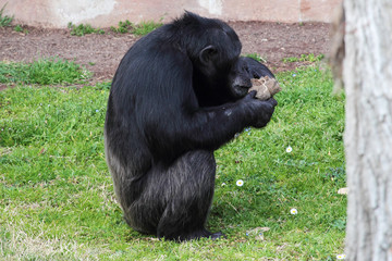 Chimpanzee (Pan Troglodytes) browsing a package