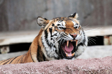 Sibirischer Tiger (Panthera tigris altaica) zeigt Zähne