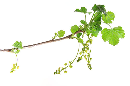 Rote Johannisbeere (Ribes rubrum)