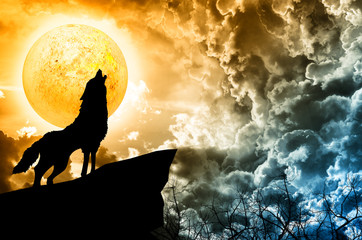 wolf in silhouette howling to the full moon © foxaon