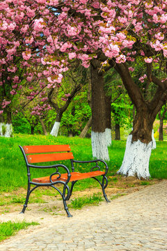 bench on the pavement in the park on a background of grass and s