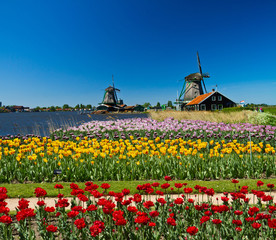 windmill in holland - obrazy, fototapety, plakaty