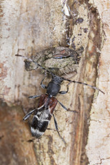 Rufous-shouldered longhorn beetle, Anaglyptus mysticus on hazle