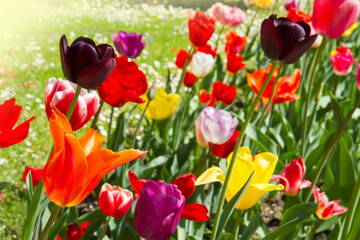 Obraz premium colored tulip