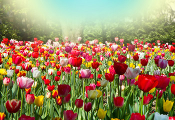 tulipani