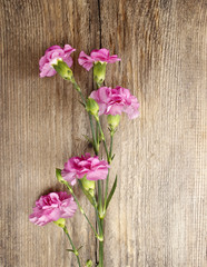 Pink carnation isolated on wooden background. Copy space.
