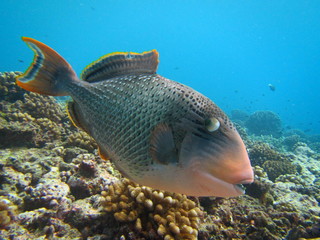 Fototapeta na wymiar Triggerfish, scuba diving Tahiti
