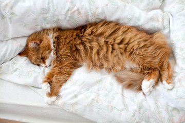 fluffy cat in bed