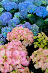 hydrangea