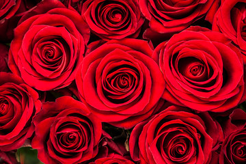 Red Roses