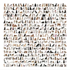 Foto auf Alu-Dibond Large group of dog breeds in front of a white background © Eric Isselée