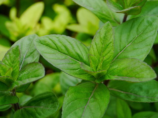 ジャパニーズミント © sunasuna3rd