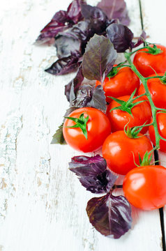 Fresh tomatoes cherry and Basil