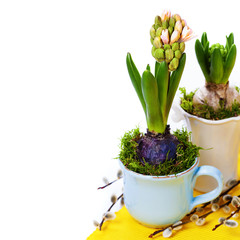 growing spring flowers in a cups