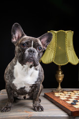French bulldog of tiger color with checkers on black