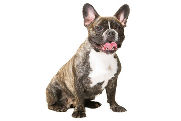 smiling French bulldog of tiger color on isolated white