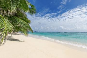 Fototapeta na wymiar Piaszczystej plaży z palmami