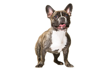 smiling French bulldog of tiger color on isolated white