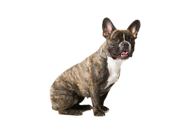 smiling French bulldog of tiger color on isolated white