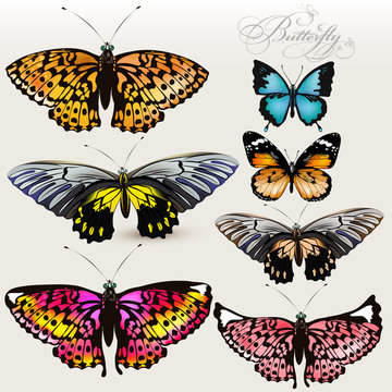 Set of vector colorful realistic butterflies for design