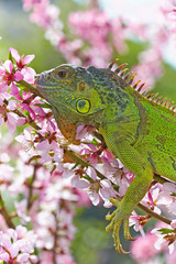 Iguana at walk on the flowering peach tree
