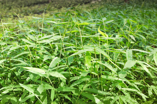 Bamboo seedlings.( Bambusa sp. )
