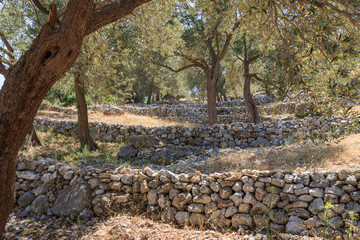 olive tree grove
