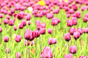 The colorful purple tulips blooming in a field