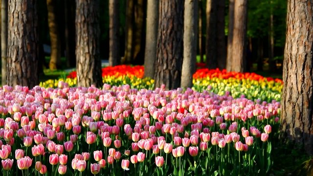 Beautiful tulips and friends in the spring park.