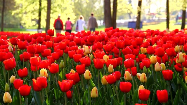 Young couples in beautiful spring park with tulips.