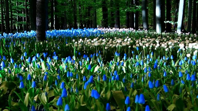 A day in the park with tulips. Designed footage.