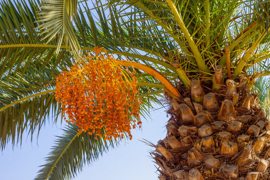 one date palm